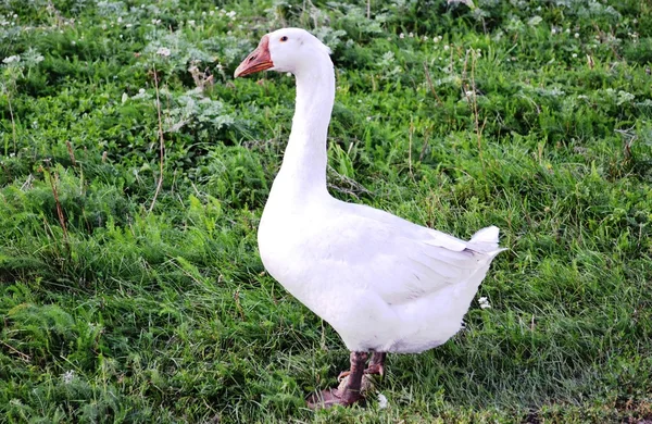 Vit gås viktigt går i grönt gräs — Stockfoto