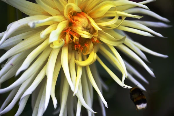 Ape che vola verso un fiore dalia giallo — Foto Stock