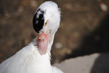 tüyler temizler bir siyah sorguç ile beyaz ördek başkanı