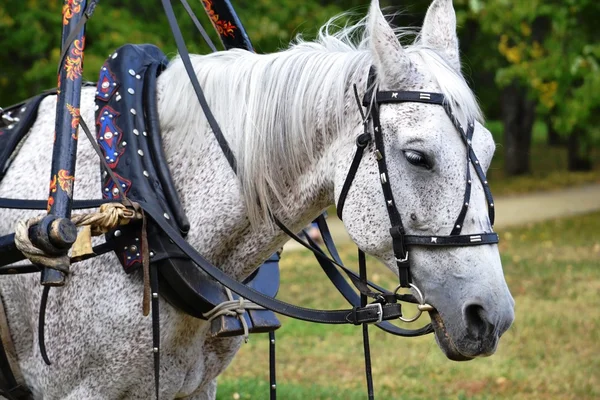 Tête de cheval blanc avec harnais (style hohloma à arc de bride, col) gros plan — Photo