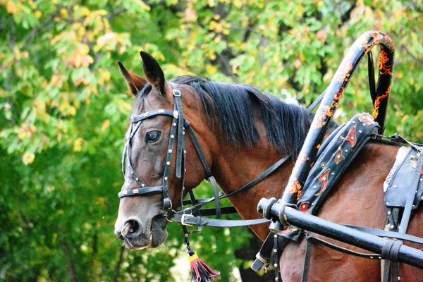 Tête de cheval couleur rouge foncé avec un harnais (bride, hohloma de style arche, pince), gros plan, profil — Photo