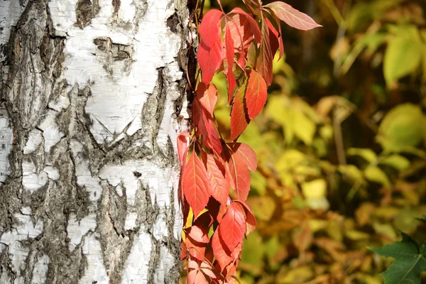 Червоне листя на стовбурі берези — стокове фото