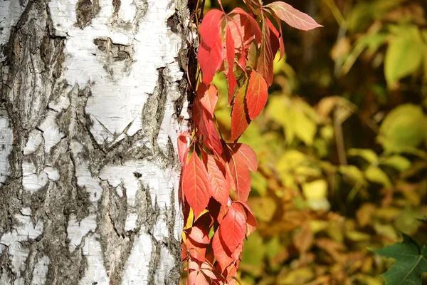 Feuilles rouges sur le tronc d'un bouleau — Photo