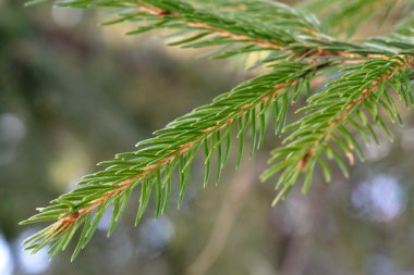 Ladin yeşil dal yakın çekim.