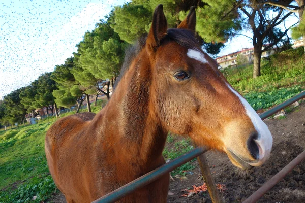 Retrato de caballo marrón —  Fotos de Stock