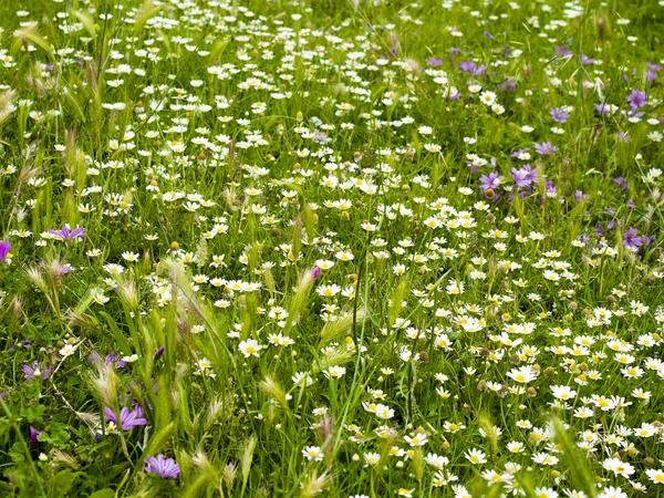 Daisies in the meadow — Stock Photo, Image