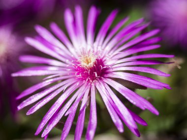 Delosperma cooperi yakın çekim