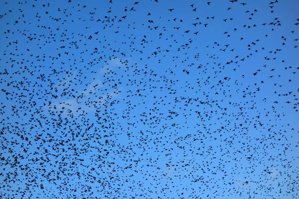 Vogelschwarm fliegt — Stockfoto