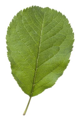 Taze yaprak elma yakın çekim