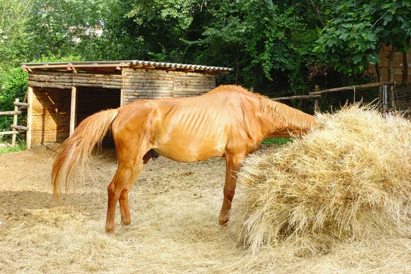 Caballo comiendo paja estable —  Fotos de Stock