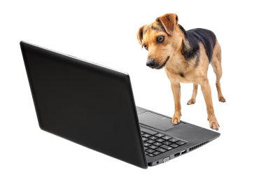 Bilgisayarda çalışan dört ayaklar üzerinde köpek