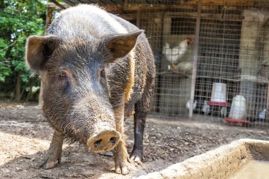 Domuz büyük siyah kirli çamur çiftliği
