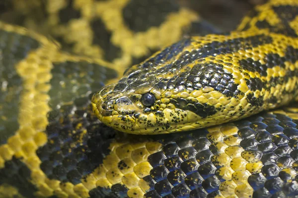 Fechar-se de cobra preta amarela — Fotografia de Stock