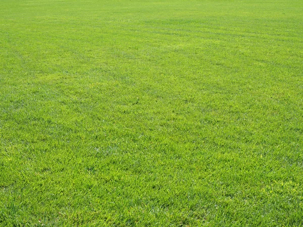 Groene grasachtergrond — Stockfoto