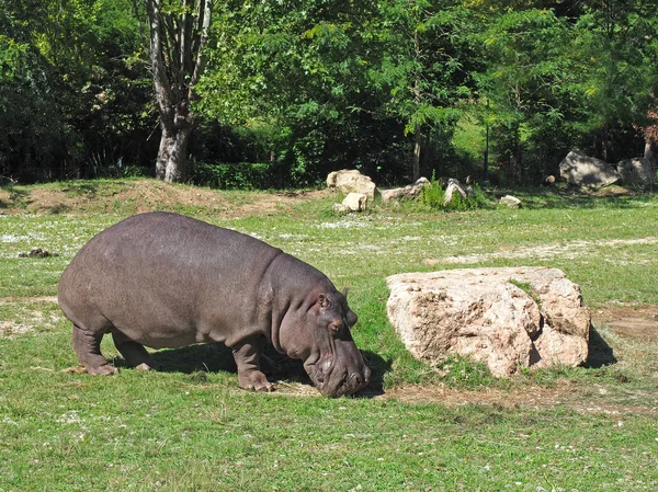 Nijlpaard eten van gras — Stockfoto