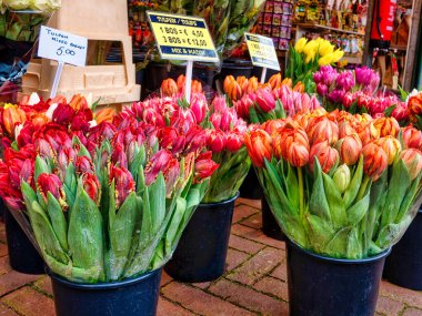 Hollanda 'daki Amsterdam çiçek pazarında satılık renkli laleler