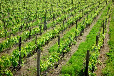 Yeşil bağ satırları