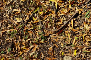 Sonbahar toprak yaprakları arka plan ile