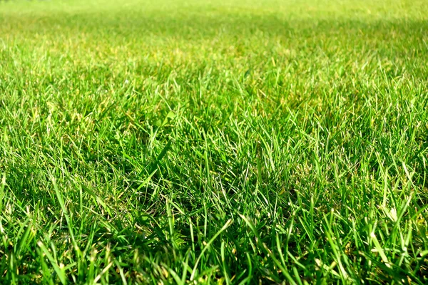 canlı yeşil çimen