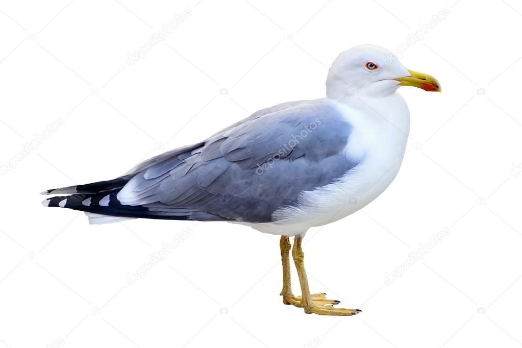 Seagull standing isolated