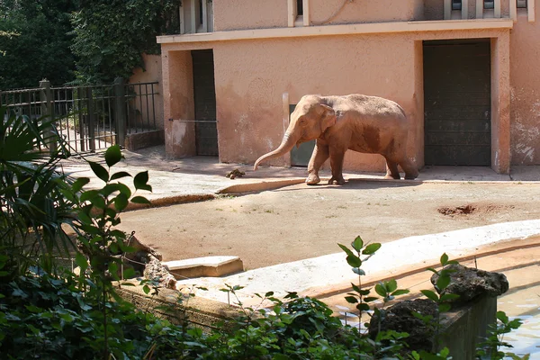 Elefant im Zoo — Stockfoto