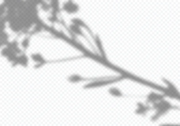 Vektor Transparent Shadow of Flower Branch. Efek Overlay Kreatif dengan Daun Tanaman - Stok Vektor