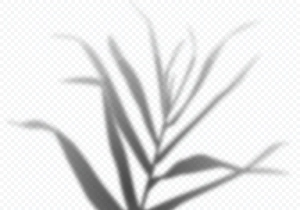 Vector Transparent Shadow of Tropical Palm Leaves. 장식적 디자인 요소: 콜라주를 위한 디자인 요소. 창조적 인 오버레이 효과 — 스톡 벡터