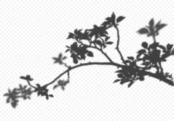 Vector Transparent Shadow Blooming Apple Tree Branch Leaves 장식적 디자인 — 스톡 벡터