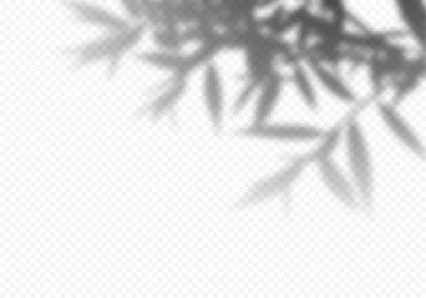 Vector Sombra de hojas de árbol. Elemento decorativo de diseño para presentaciones y maquetas. Efecto de superposición realista — Archivo Imágenes Vectoriales