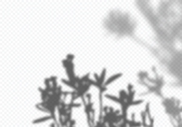 Bayang-bayang daun pohon yang nyata. Minimalis Plant Overlay Effect. Vector Gray Shade of Flower Shadows - Stok Vektor