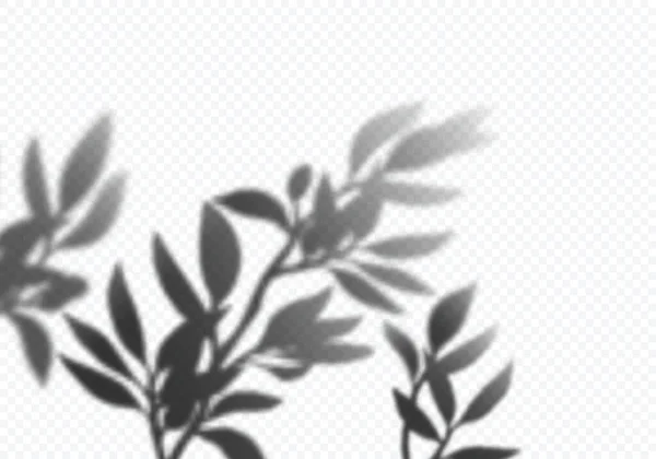 Vector Transparent Shadows of Olive Leaves. Efecto de superposición de plantas. Elementos decorativos de diseño para collages y burlas — Vector de stock