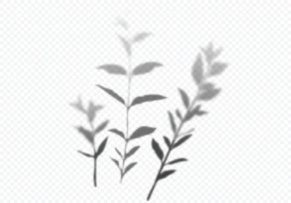 투명 한 벡터 그림자 (Transparent Vector Shadow of Branches and Leaves). 장식적 인 설계 요소 — 스톡 벡터