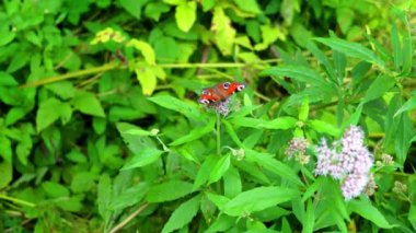 Güneşli bir yaz günü. Rüzgar yaprakları sallar. Bir kelebek çiçeğe oturur ve uçar gider..