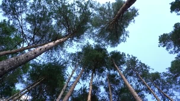 Bosque Pinos Viento Ligero Sacude Las Copas Los Árboles — Vídeo de stock