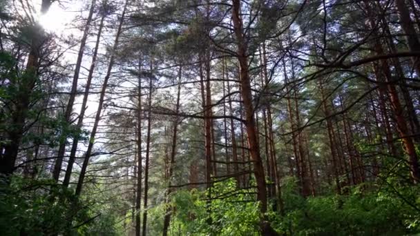 Sommerregen Wald Die Letzten Tropfen Die Sonne Lugt Durch Die — Stockvideo