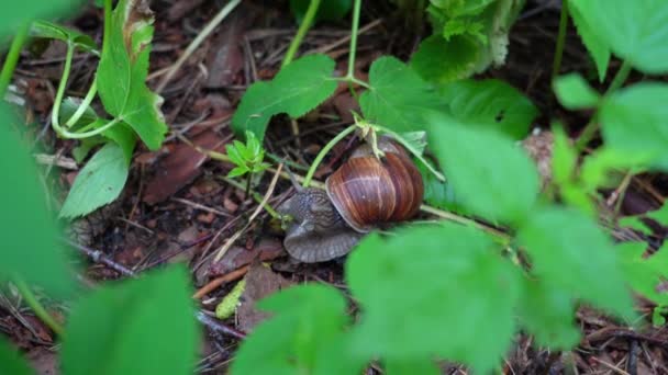 Día Verano Caracol Mastica Hierba — Vídeo de stock