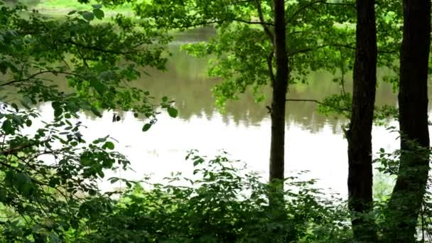 川は水を運んで緑の葉を見る — ストック動画