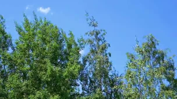 Δέντρο Κλαδιά Θρόισμα Στον Άνεμο Ενάντια Στον Ουρανό — Αρχείο Βίντεο