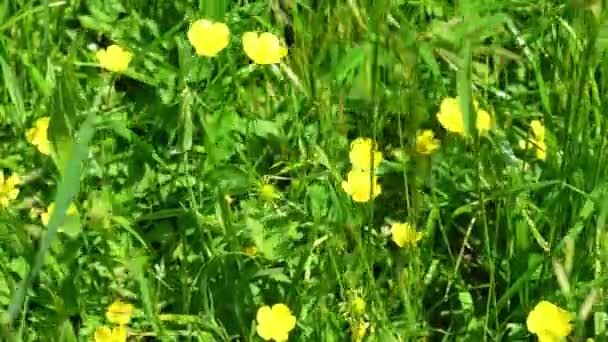Gula Blommor Och Grönt Gräs Påverkas Vindbyar Lätt Bris — Stockvideo