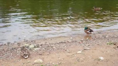 İki ördek kıyıda oturuyor ve biri nehrin su yüzeyinde yüzüyor..