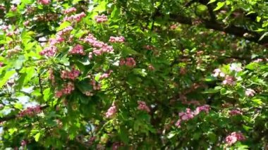 Ağaçların dallarındaki pembe çiçekler rüzgarda sallanıyor..