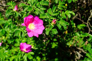 Bir gül ağacı çiçek açıyor..