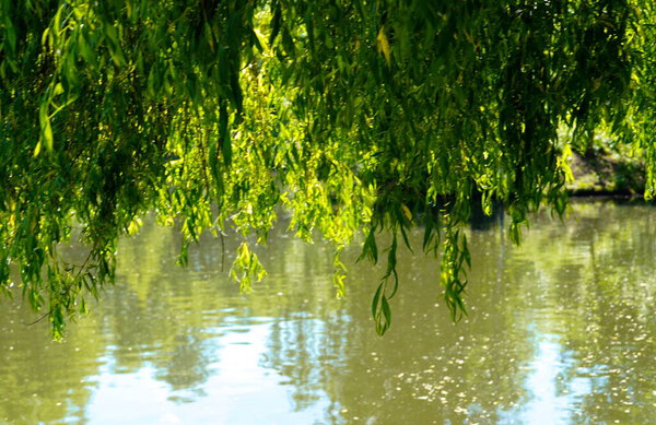 Poplar cliff on the surface of the lake. Willow branches bent over the water.
