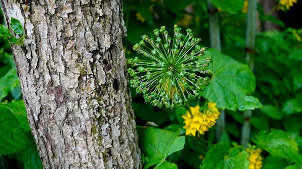 Una Flor Gotas Lluvia Apoyada Sobre Tronco Árbol —  Fotos de Stock