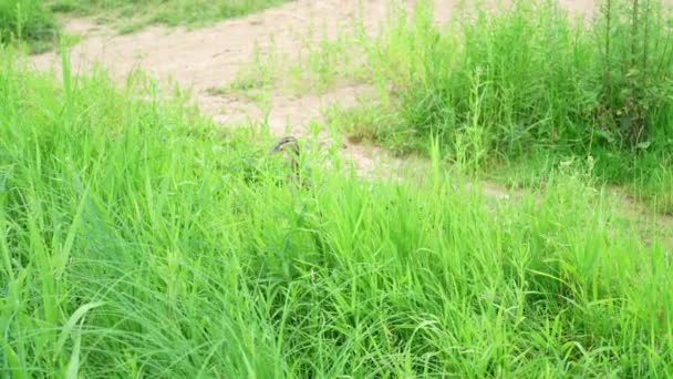 緑の草の中をアヒルが行ったり来たり — ストック動画