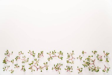 Renkli düz kompozisyon. Beyaz arka planda Victoria Creeper pembe ve yeşil böğürtlen. Kopyalama alanı olan en küçük konsept.