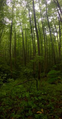 Güzel manzara. doğa arkaplanı