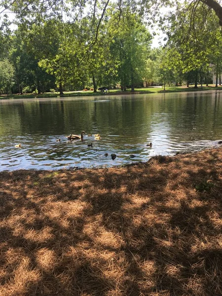 Ducks sit on a pond surrounded by green trees