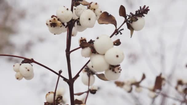 Bush Neige Balancent Dans Vent Fond Hiver Neige Baies Sèches — Video