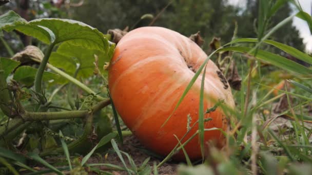 Mogen höstpumpa som växer i bondens trädgård — Stockvideo